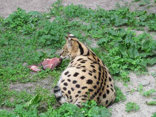 Кошак.